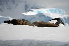 18A An Elephant Seal Between Two Rocks From Zodiac At Cuverville Island On Quark Expeditions Antarctica Cruise.jpg